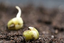 آشنایی با مراحل انجام آزمون جوانه‌زنی بذر