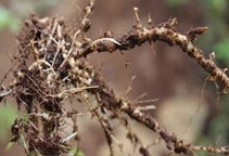 آشنایی با نماتدهای انگل گیاهی (قسمت اول)