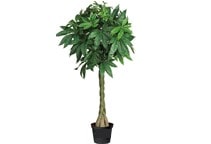 آشنایی با گیاه پاچیرا و نحوه نگهداری آن