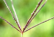 آشنایی با طبقه‌بندی علفکش‌ها (قسمت نهم)