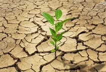 آشنایی با نیازهای محیطی جوانه‌زنی بذر (قسمت سوم)