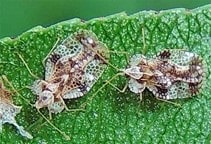 آشنایی با سنک سیب و گلابی 