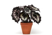 آشنایی با گیاه بگونیا رکس و نحوه نگهداری آن