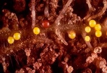 آشنایی با نماتدهای انگل گیاهی (قسمت دوم)