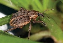 آشنایی با آفات یونجه (قسمت اول)