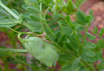 آشنایی با بیماری‌های عدس