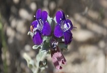 آشنایی با گیاه دارویی مورخوش