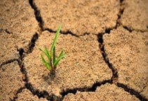 آشنایی نقش هورمون‌ها در رشد و نمو گیاهان 