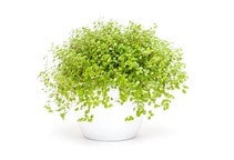 آشنایی با گیاه چمن عروس و نحوه نگهداری آن