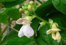 آشنایی با بیماری‌های لوبیا (قسمت دوم)