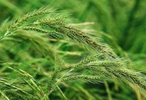 آشنایی با روش‎‌های مبارزه با علف‌های هرز مزرعه جو