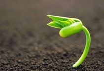 آشنایی با بیماری‌های لوبیا (قسمت سوم)