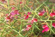 آشنایی با گیاه دارویی خارشتر