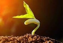 آشنایی با خواب بذر