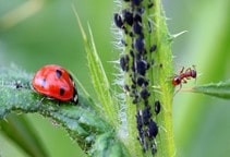 آشنایی با آفت‎کش‌های نسل سوم (قسمت دوم)