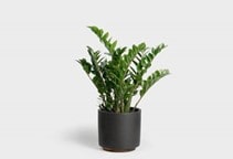 آشنایی با گیاه زاموفیلیا و نحوه نگهداری آن