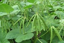 آشنایی با بیماری‌های ماش