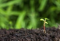 آشنایی با ساختمان خاک و نقش آن در جوانه‌زنی بذر