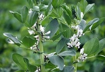 آشنایی با آفات باقلا (قسمت دوم)