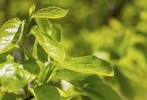 آشنایی با هورمون جاسمونات و نقش آن در گیاه (قسمت اول)