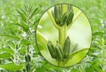 آشنایی با روش‎‌های مبارزه با علف‌های هرز مزرعه کنجد