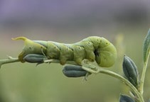 آشنایی با آفات کنجد