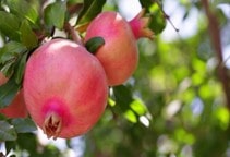 توصیه کودی انار قسمت اول