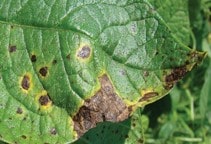 آشنایی با قارچکش های گوگردی غیر آلی (قسمت سوم)