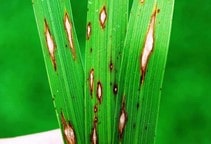 آشنایی با بیماری بلاست برنج