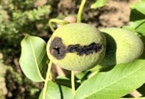 آشنایی با علل پوسیدگی مغز گردو