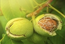 آشنایی با علل سیاه شدگی مغز گردو