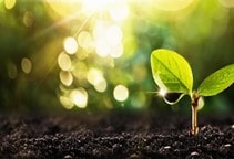 آشنایی با هورمون جاسمونات و نقش آن در گیاه (قسمت دوم)