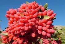 توصیه کودی زرشک (قسمت اول)