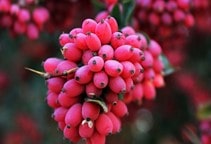 توصیه کودی زرشک (قسمت دوم)