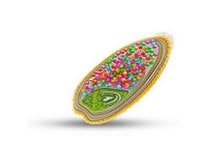 آشنایی با پرایمینگ بذر 