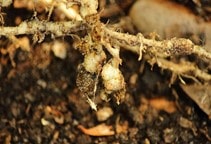 آشنایی با کنترل زیستی نماتدهای انگل گیاهی به وسیله قارچ‌ها (قسمت اول)