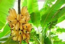 آشنایی با آفات موز (قسمت اول)