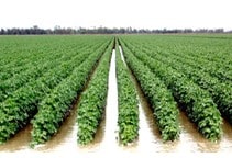 آشنایی با آبیاری سطحی