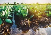 اصلاح روش‌های انتقال و توزیع آب در آبیاری سطحی