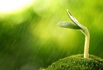 آشنایی با هورمون جاسمونات و نقش آن در گیاه (قسمت سوم)