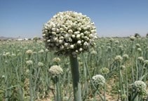 آشنایی با روش های مبارزه با علف های هرز مزرعه پیاز (قسمت اول)