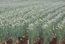 آشنایی با روش های مبارزه با علف های هرز مزرعه پیاز (قسمت دوم)