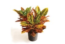 آشنایی با گیاه کروتون و نحوه نگهداری آن