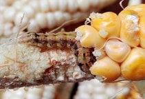 آشنایی با علل مقاومت حشرات به حشره‌کش‌ها (قسمت سوم)