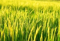 توصیه کودی برنج (قسمت دوم)