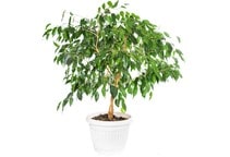 آشنایی با گیاه بنجامین و نحوه نگهداری آن