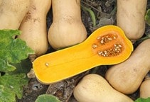 آشنایی با کدو آجیلی در تغذیه دام