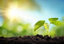 آشنایی با هورمون براسینواستروئیدها و نقش آن در گیاهان (قسمت اول)