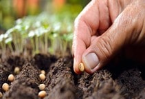 آشنایی با پیش تیمار بذر با عناصر کم‌مصرف (قسمت دوم)
