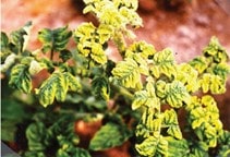 آشنایی با بیماری‌های ویروسی گیاهان (قسمت اول)